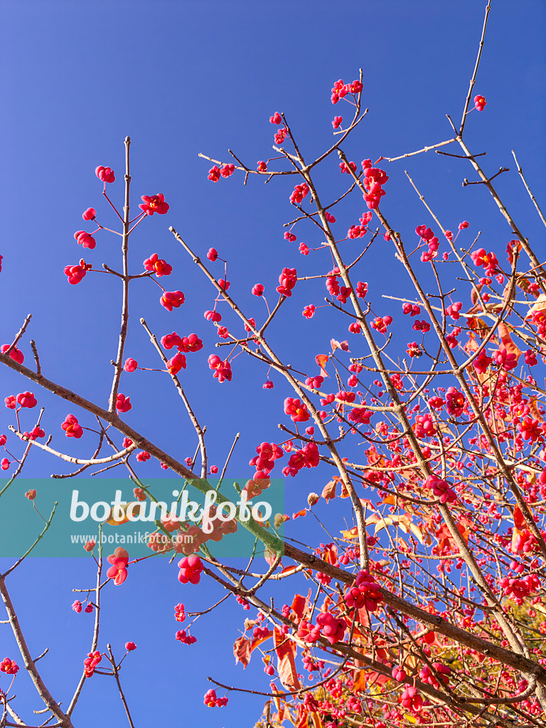 431039 - Hamilton's spindle tree (Euonymus hamiltonianus)