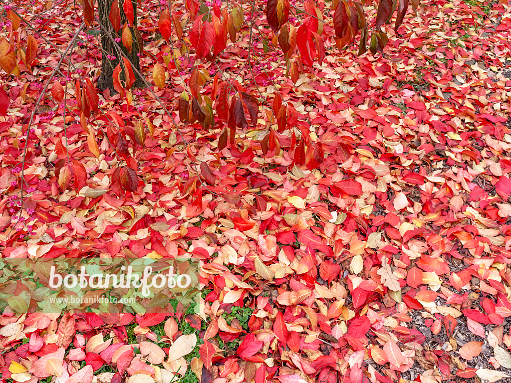 465216 - Hamilton's spindle tree (Euonymus hamiltonianus)