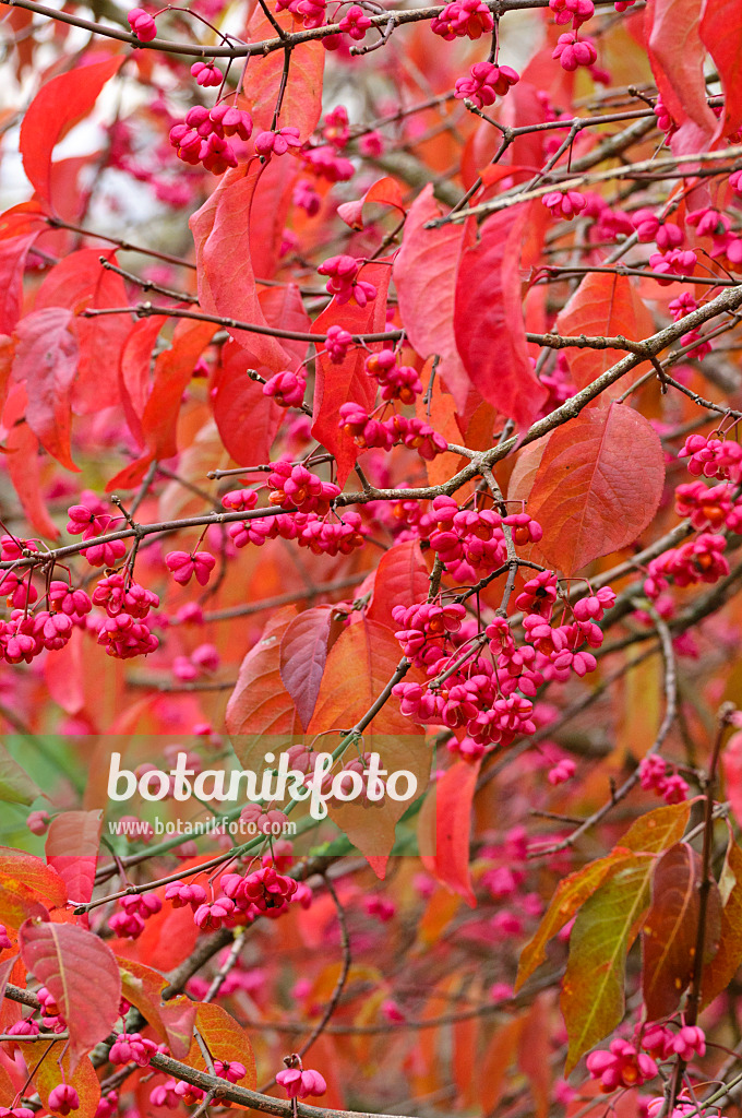 477178 - Hamilton's spindle tree (Euonymus hamiltonianus)