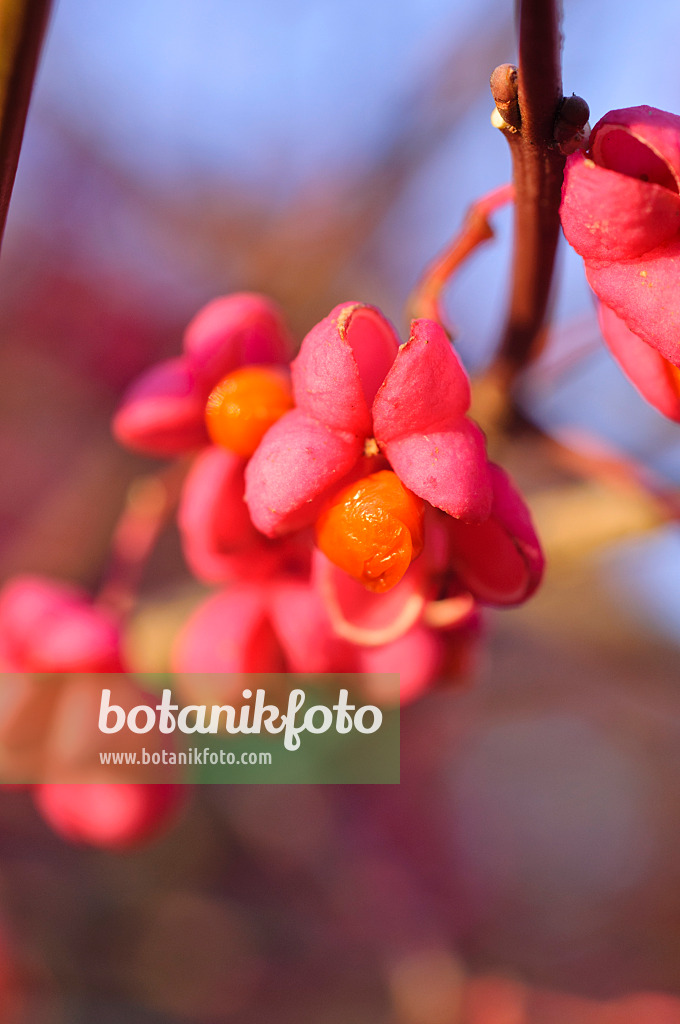 478032 - Hamilton's spindle tree (Euonymus hamiltonianus)
