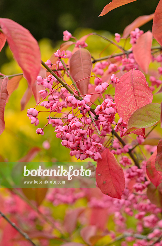 549150 - Hamilton's spindle tree (Euonymus hamiltonianus)