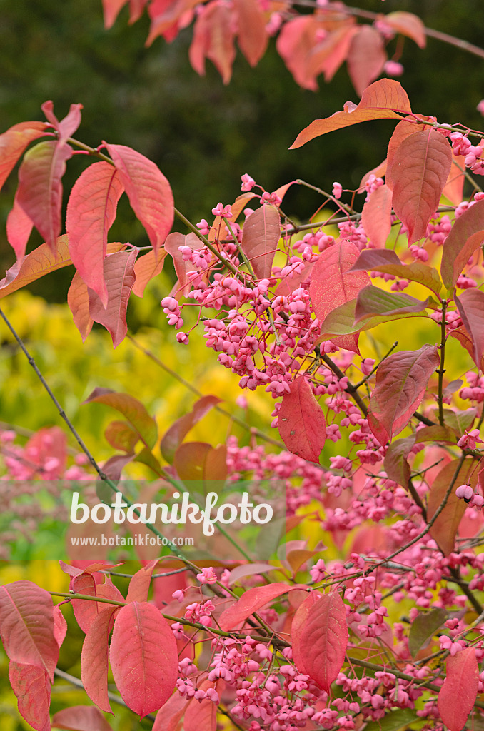 549151 - Hamilton's spindle tree (Euonymus hamiltonianus)
