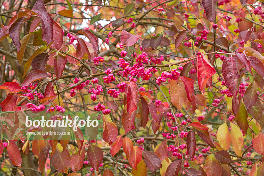 549189 - Hamilton's spindle tree (Euonymus hamiltonianus)