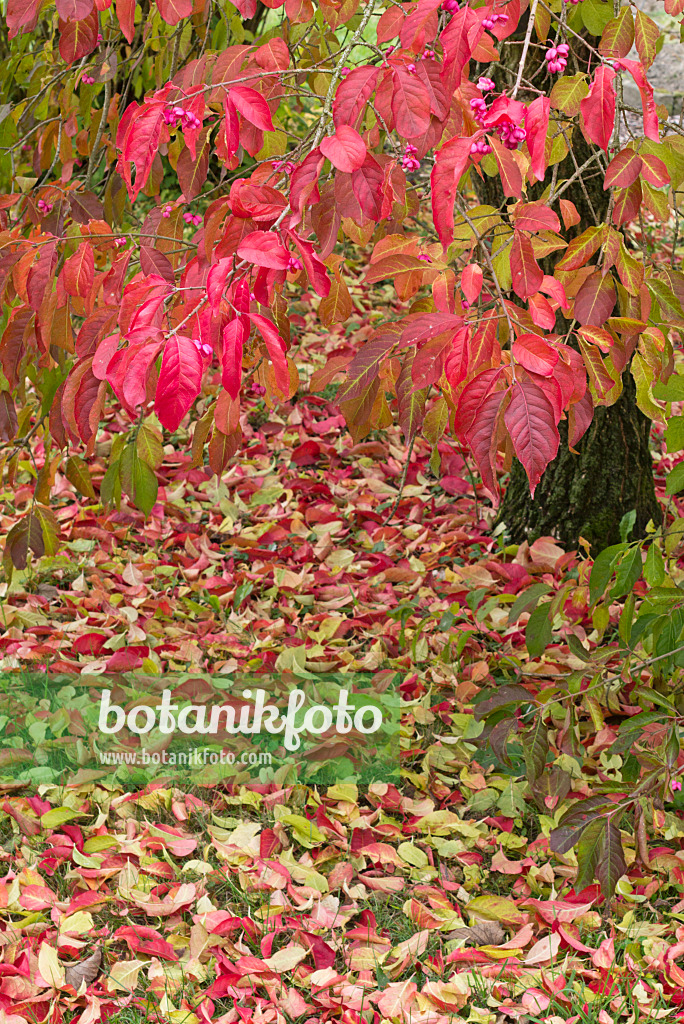 562011 - Hamilton's spindle tree (Euonymus hamiltonianus)