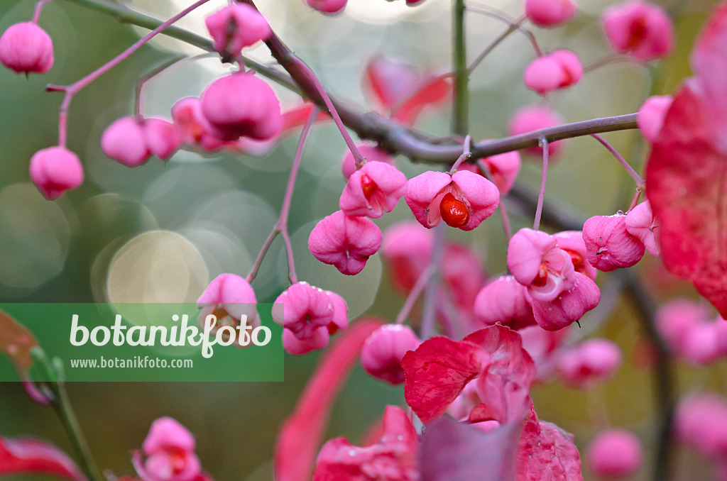 525368 - Hamilton's spindle tree (Euonymus hamiltonianus 'Indian Summer')
