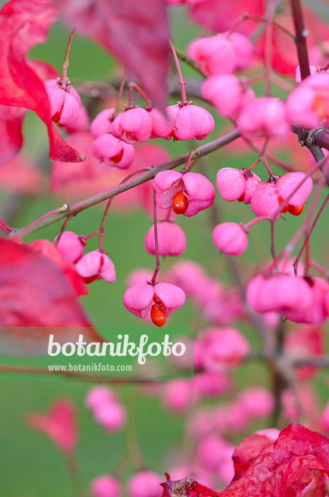 525369 - Hamilton's spindle tree (Euonymus hamiltonianus 'Indian Summer')