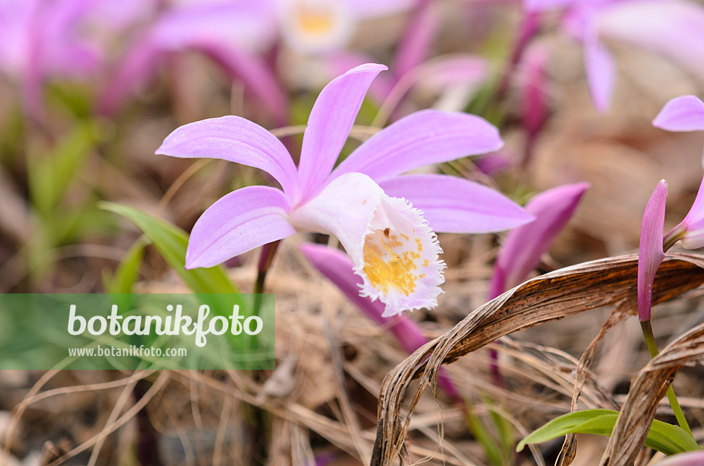 531142 - Hardy Chinese orchid (Pleione)