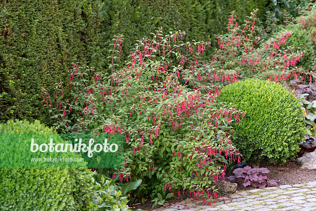 664149 - Hardy fuchsia (Fuchsia magellanica 'Riccartonii')