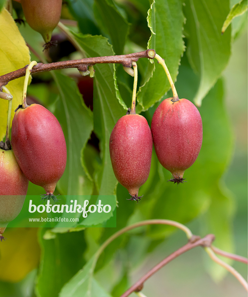 651032 - Hardy kiwi (Actinidia arguta 'Red Jumbo')
