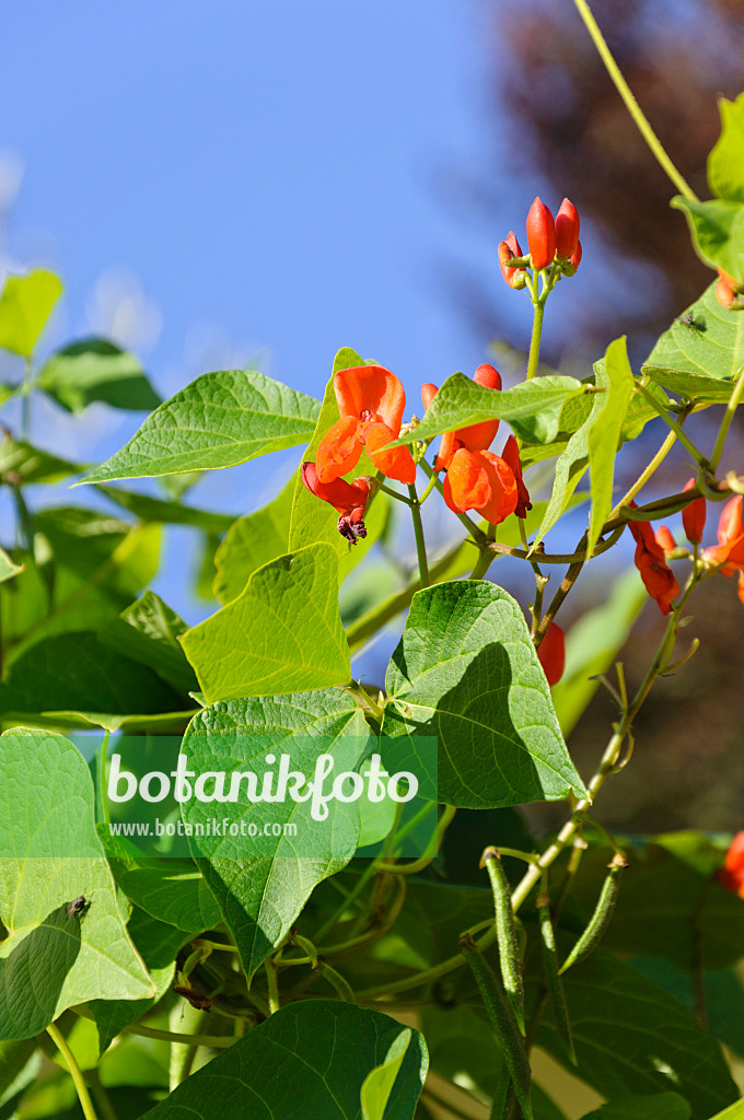 488123 - Haricot d'Espagne (Phaseolus coccineus)