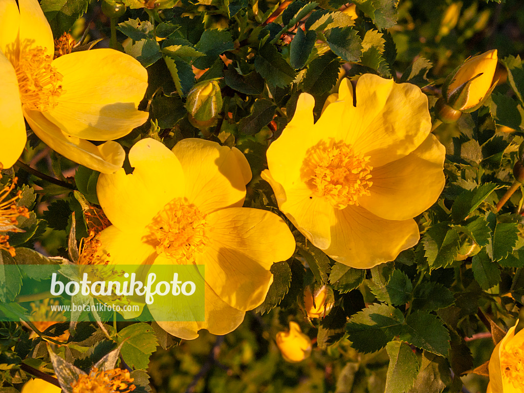 413038 - Harison's yellow rose (Rosa x harisonii)