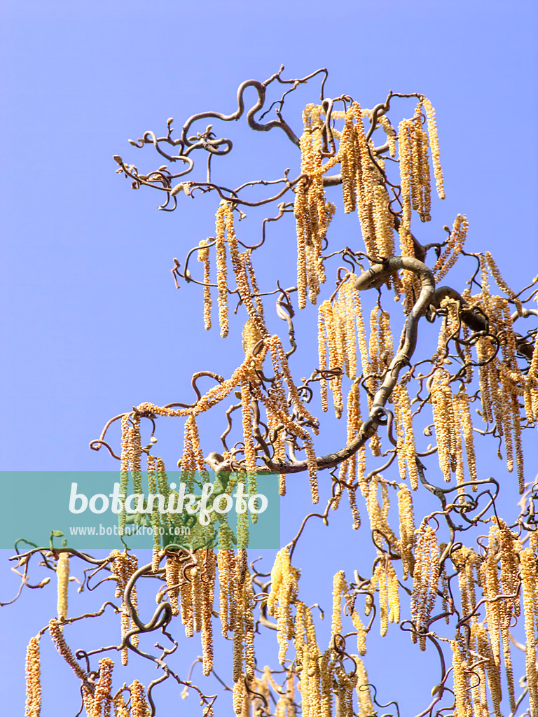 436096 - Harry Lauder's walking stick (Corylus avellana 'Contorta')