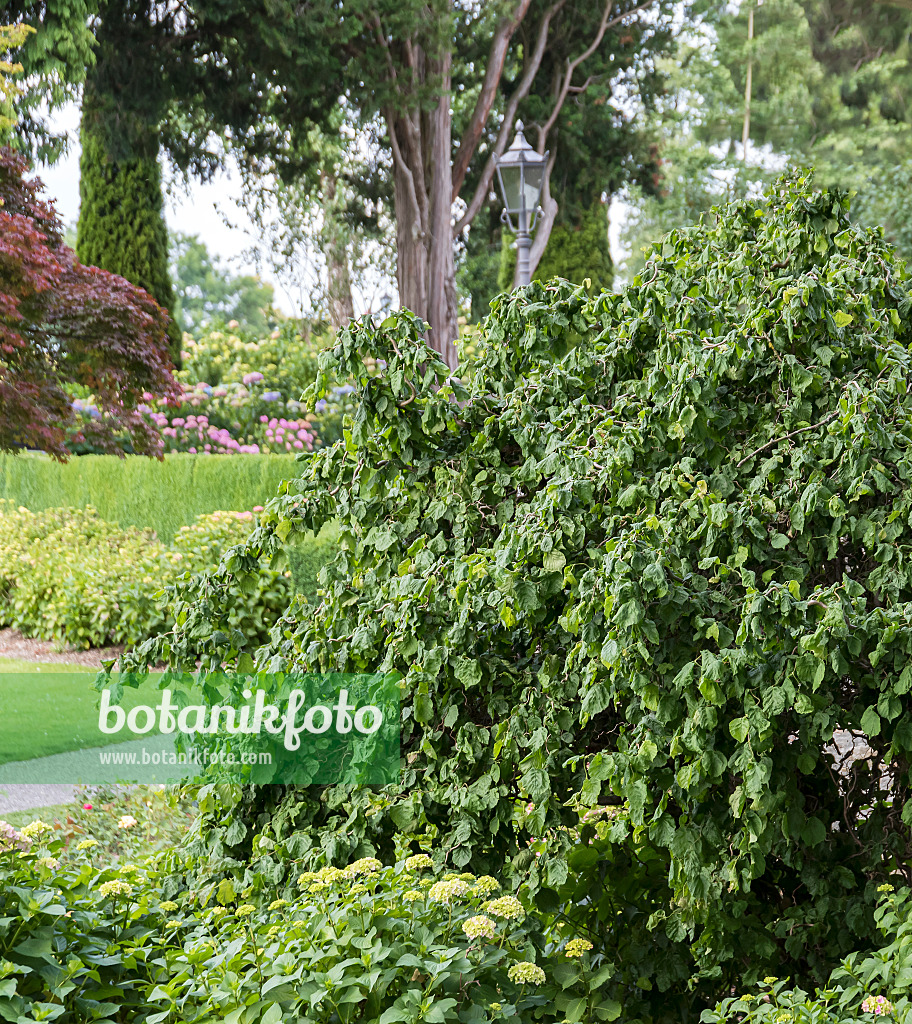 651200 - Harry Lauder's walking stick (Corylus avellana 'Contorta')