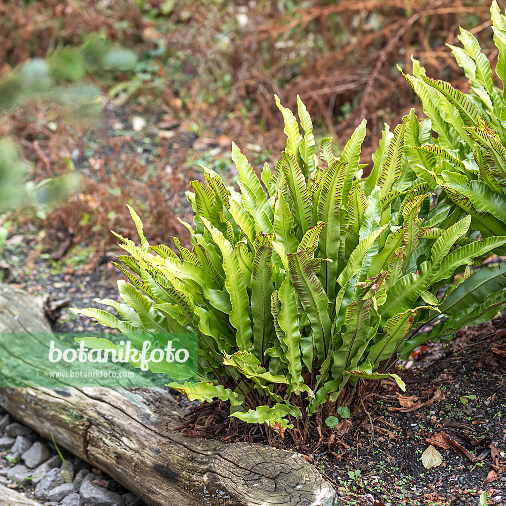 651086 - Hart's tongue fern (Asplenium scolopendrium syn. Phyllitis scolopendrium)