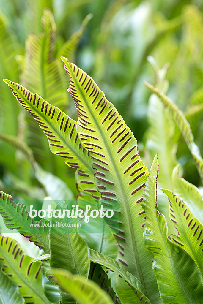 651087 - Hart's tongue fern (Asplenium scolopendrium syn. Phyllitis scolopendrium)
