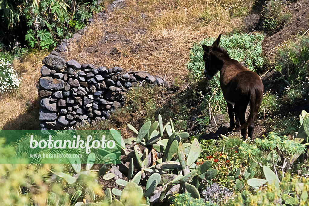 363072 - Hausesel, Valle Gran Rey, La Gomera, Spanien