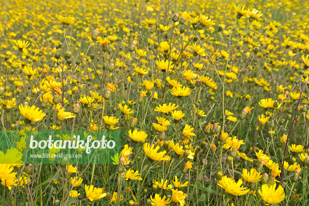 573077 - Hawkweed oxtongue (Picris hieracioides)