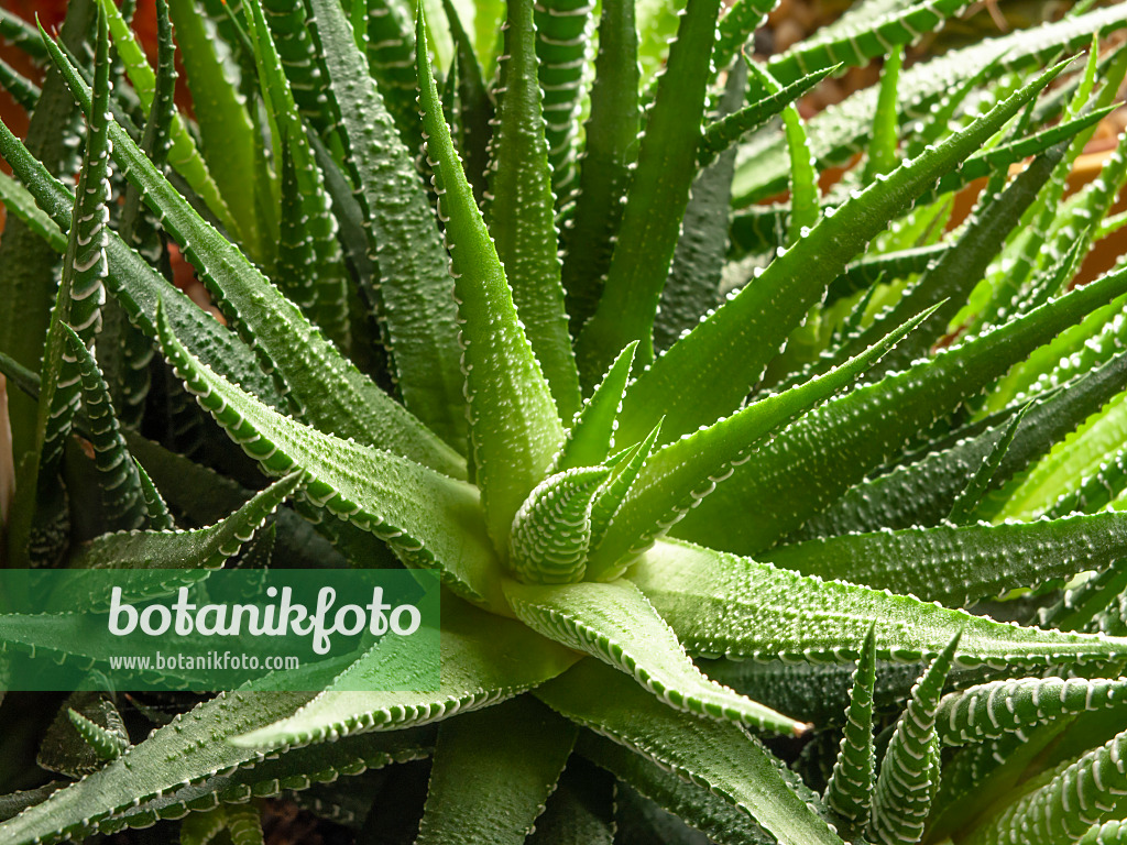 432156 - Haworthia attenuata