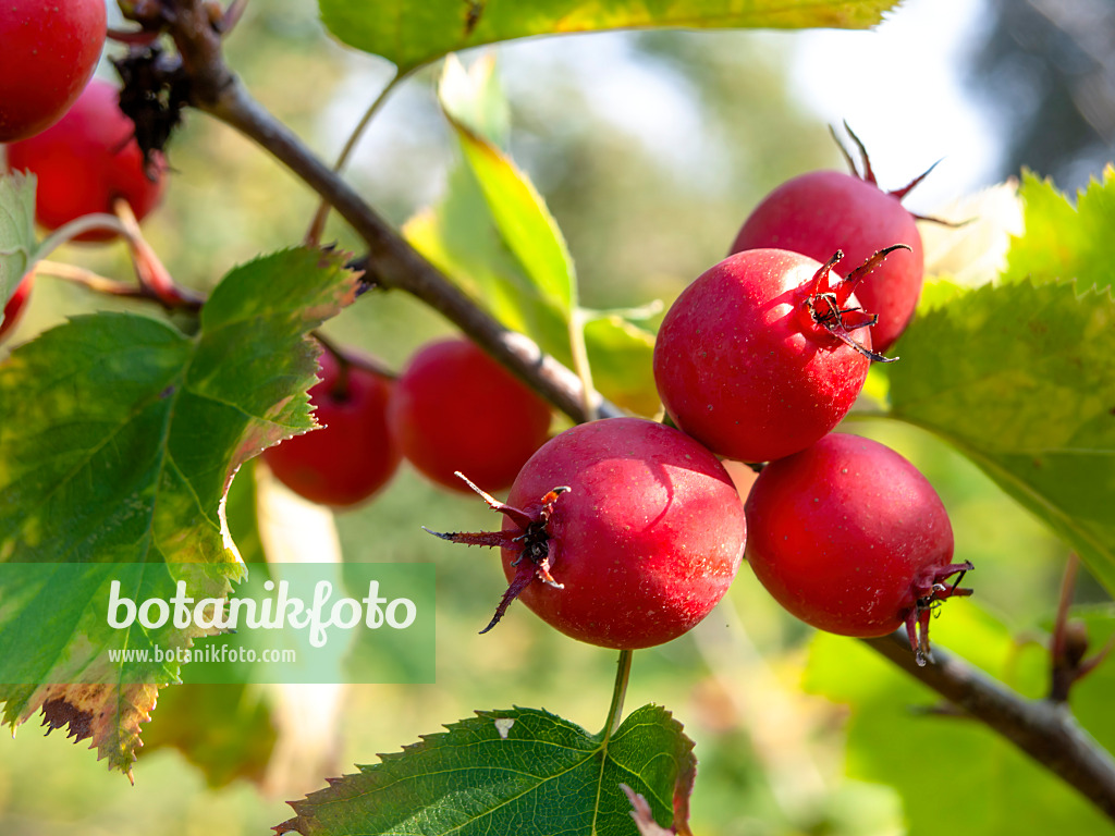 442006 - Hawthorn (Crataegus pennsylvanica)