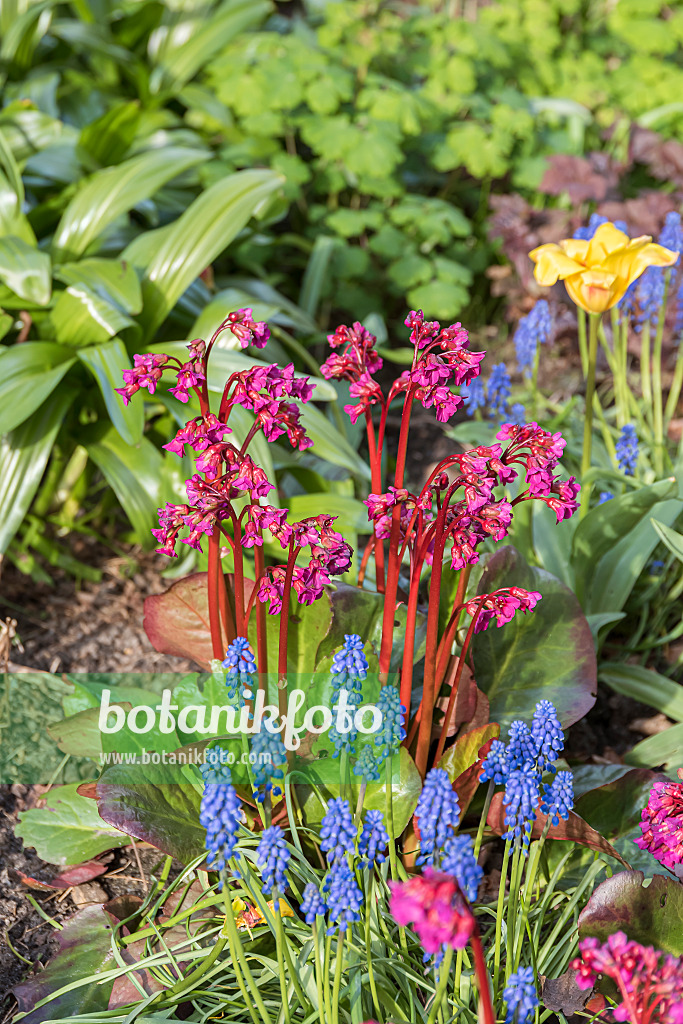 651116 - Heart leaf bergenia (Bergenia cordifolia 'Eroica')