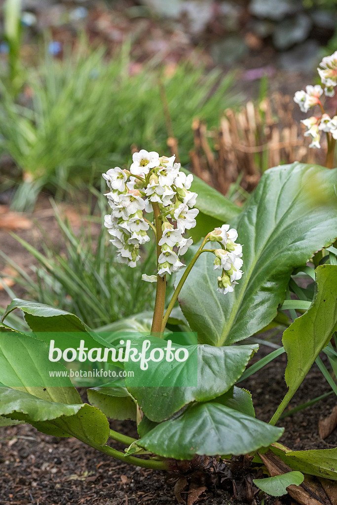 625129 - Heart leaf bergenia (Bergenia cordifolia 'Silberlicht')