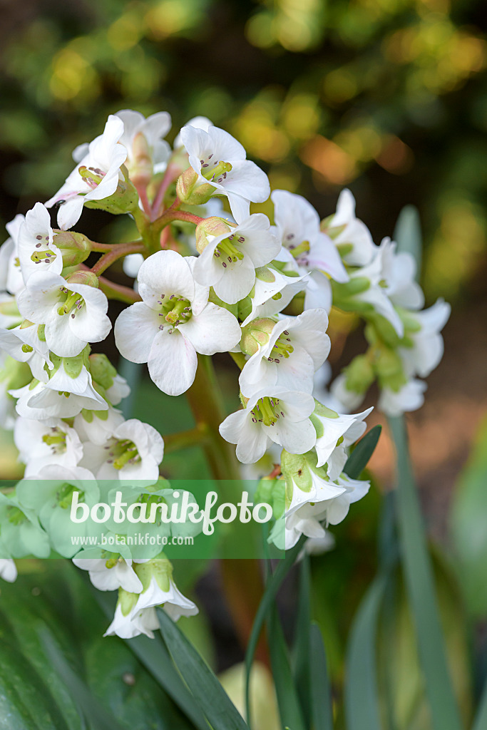 651114 - Heart leaf bergenia (Bergenia cordifolia 'Silberlicht')