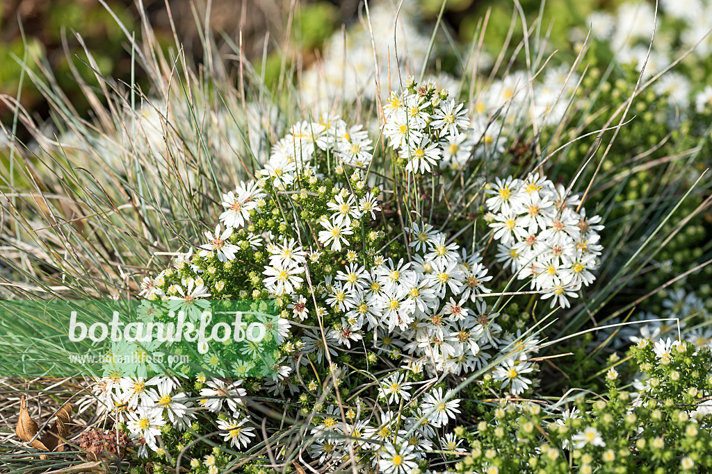 638036 - Heath aster (Aster ericoides 'Snowflurry')