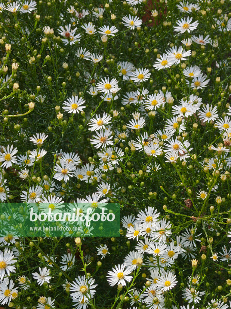 418078 - Heath aster (Aster pringlei 'Monte Casino')