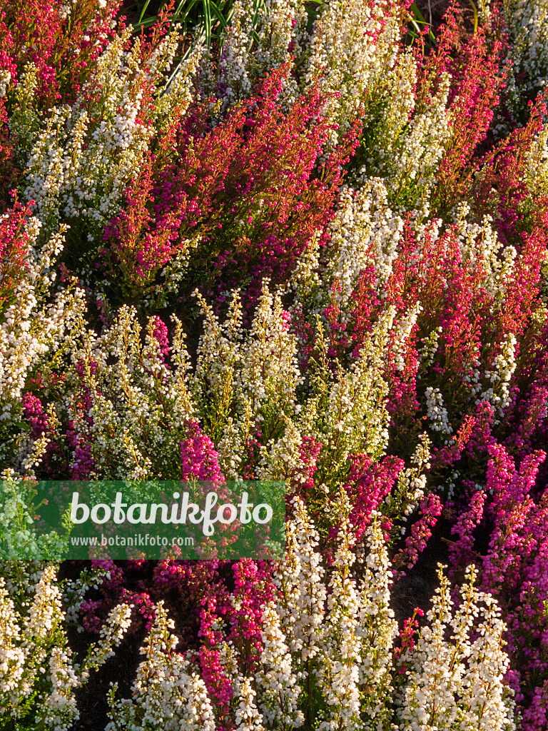 405063 - Heather (Erica gracilis 'Hessenmädchen')