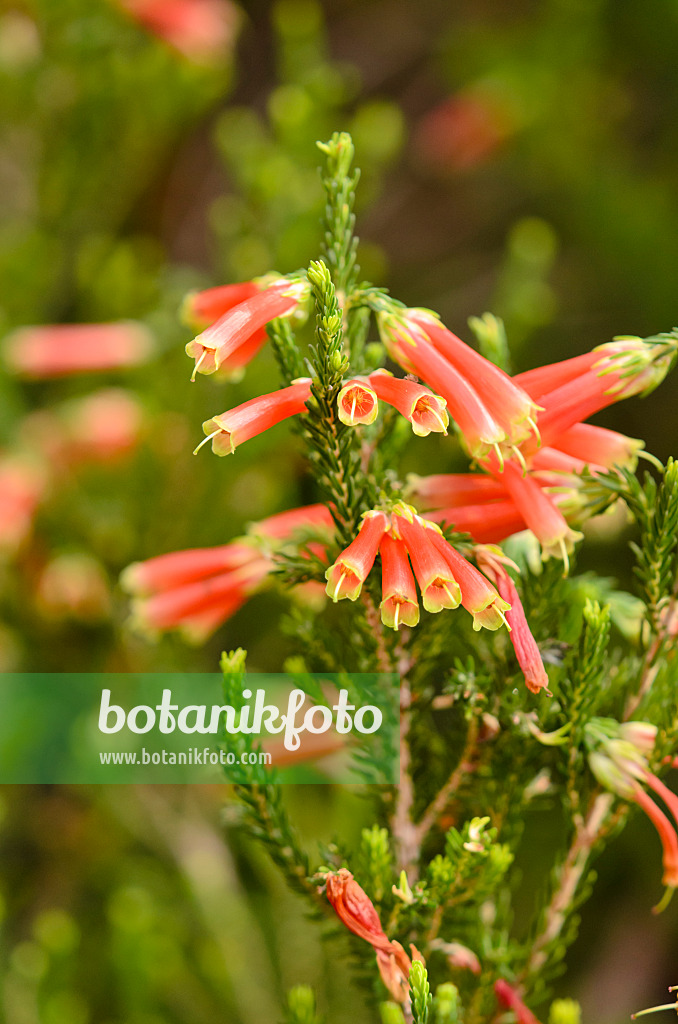 553064 - Heather (Erica versicolor)