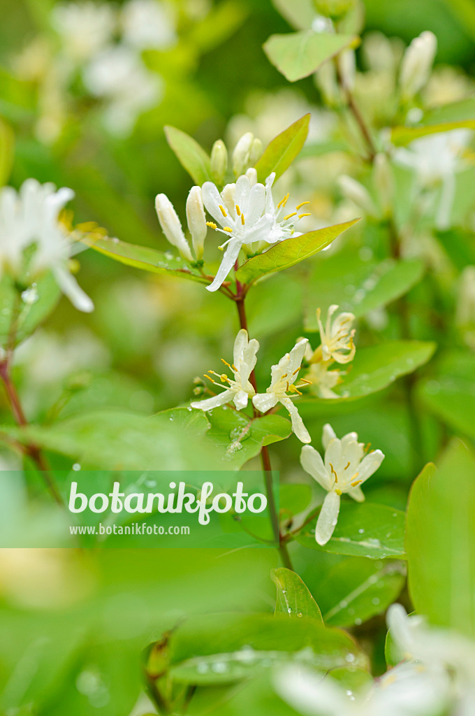 484198 - Heckenkirsche (Lonicera ruprechtiana)