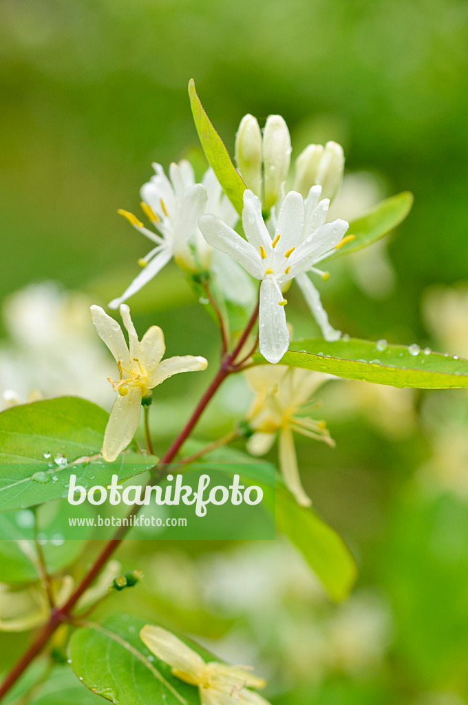 484199 - Heckenkirsche (Lonicera ruprechtiana)