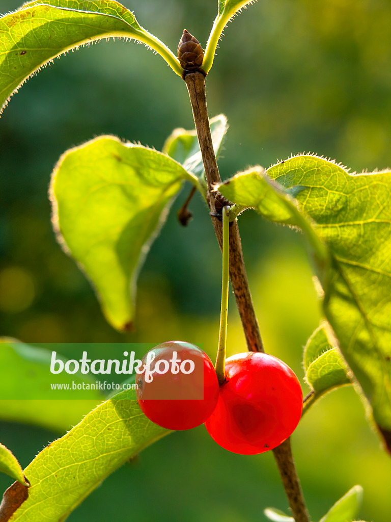 429026 - Heckenkirsche (Lonicera tatsiensis)