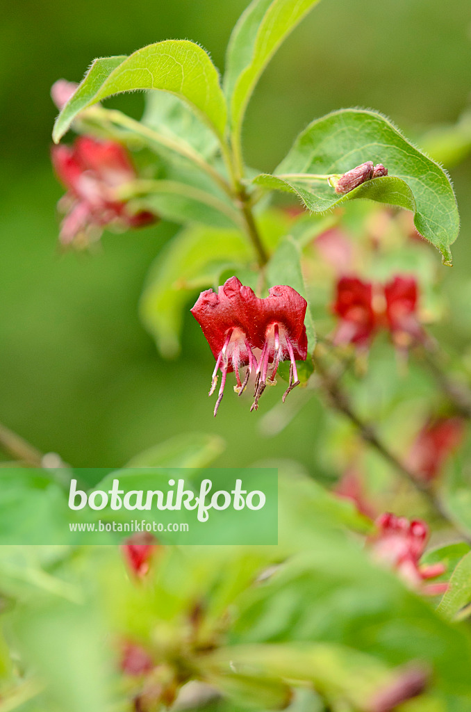 520074 - Heckenkirsche (Lonicera tatsiensis)