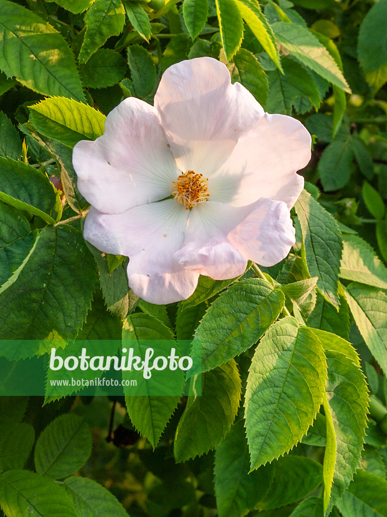 401267 - Heckenrose (Rosa corymbifera)