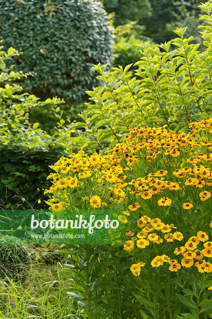 511196 - Hélénie (Helenium)