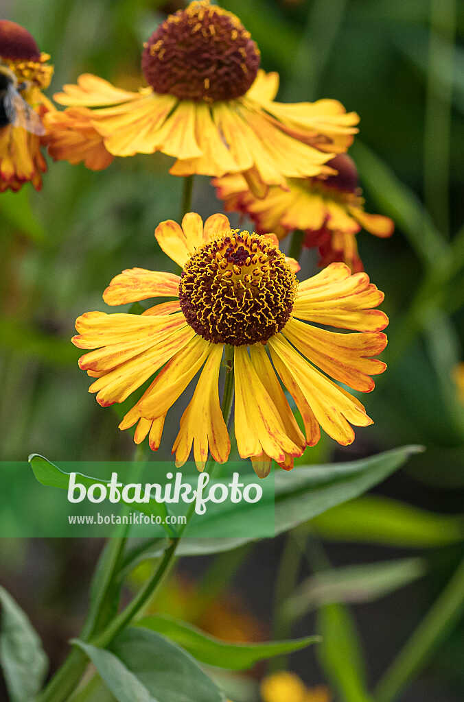 675042 - Hélénie (Helenium Amber)