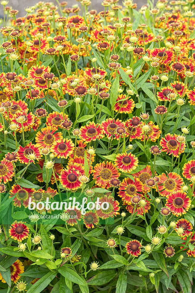 675045 - Hélénie (Helenium Bandora)