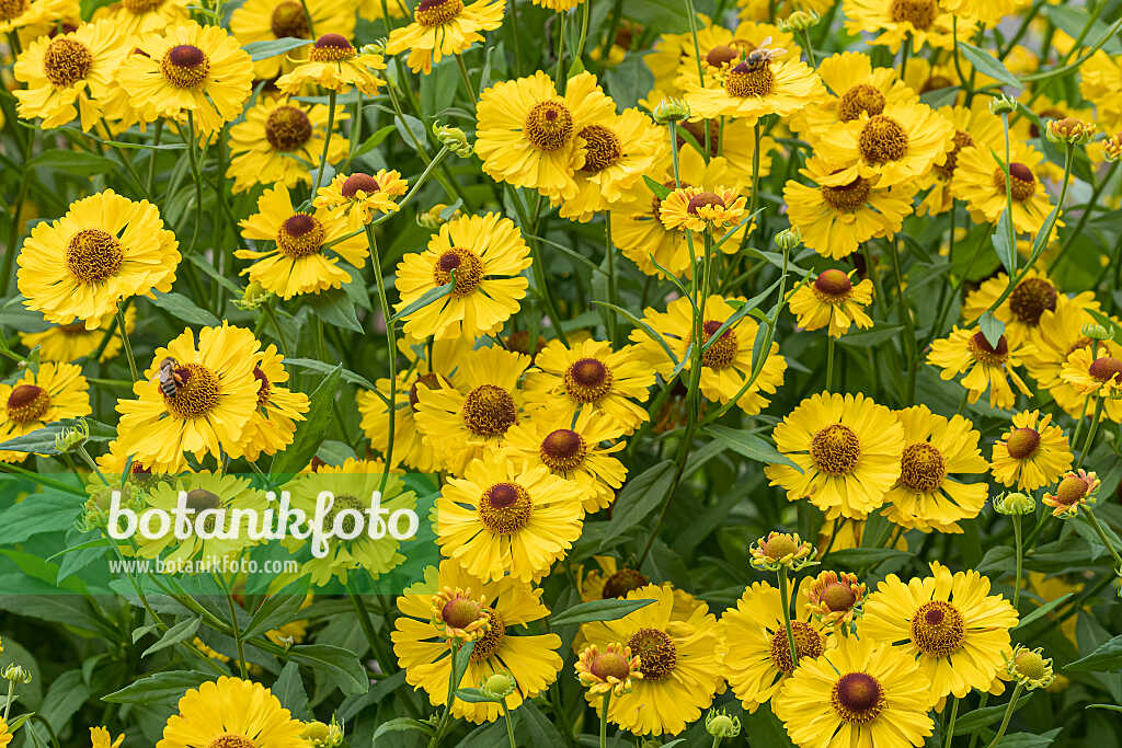 675047 - Hélénie (Helenium Blütentisch)