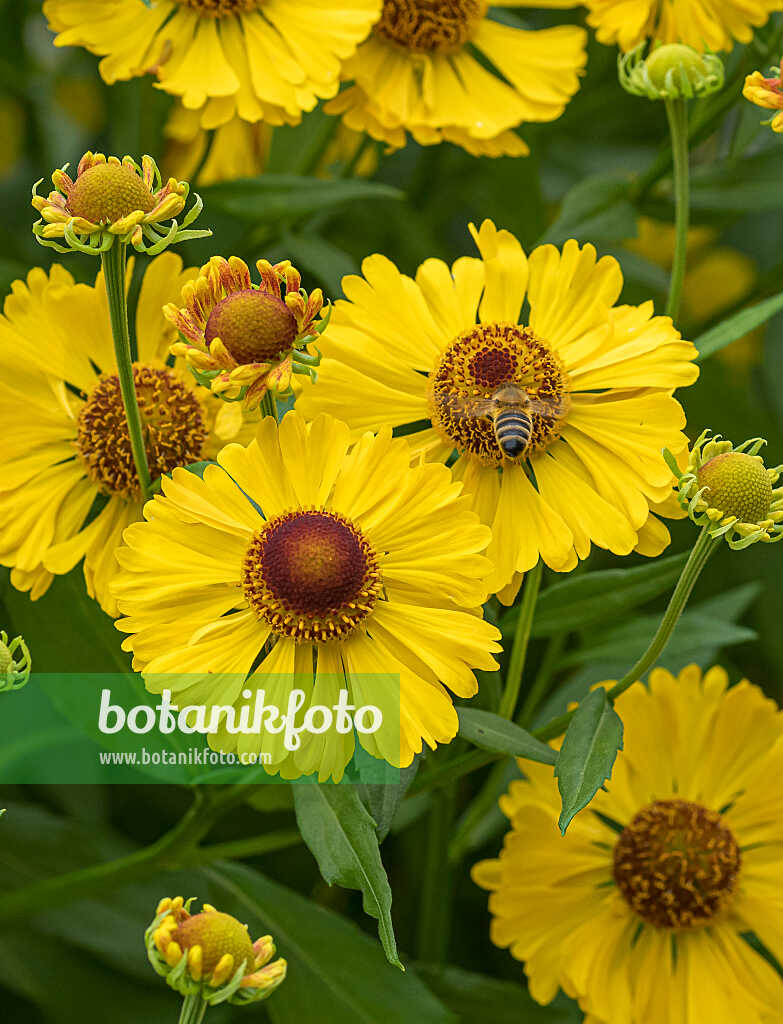 675048 - Hélénie (Helenium Blütentisch)
