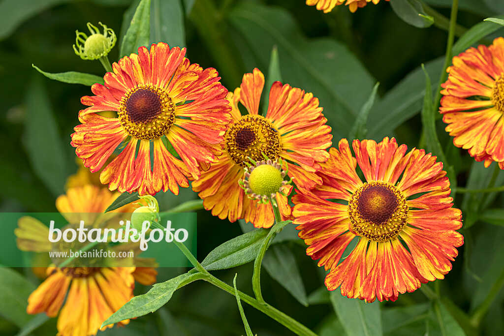 675053 - Hélénie (Helenium Chipperfield Orange)