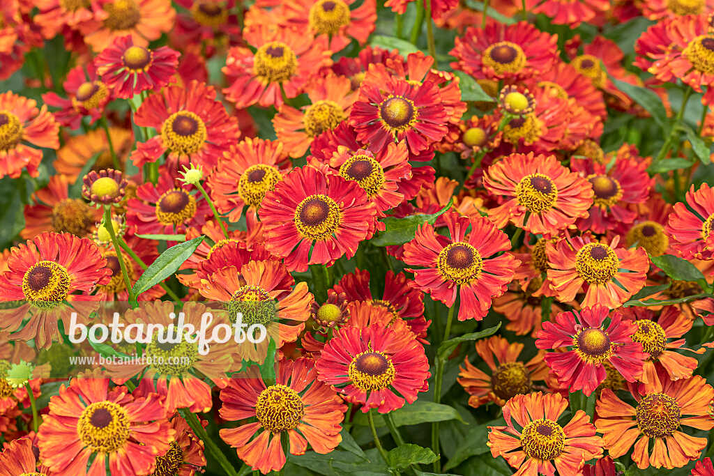 675058 - Hélénie (Helenium Indianersommer)