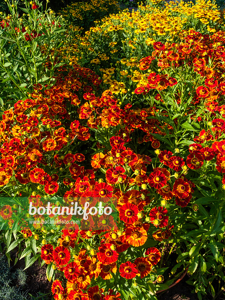 463005 - Hélénie (Helenium Königstiger et Helenium Goldrausch)