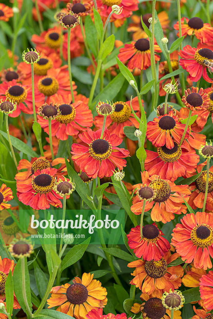 675062 - Hélénie (Helenium Red Army)