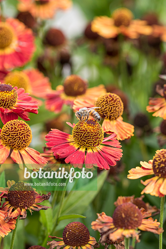625226 - Hélénie (Helenium Salsa)