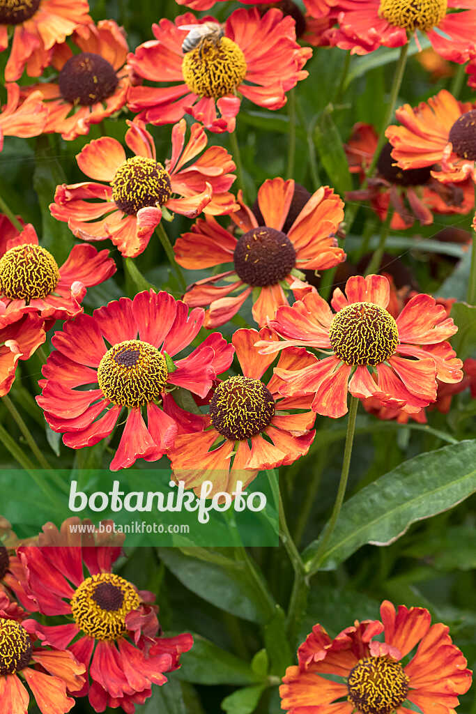 675068 - Hélénie (Helenium Sophie zur Linden)