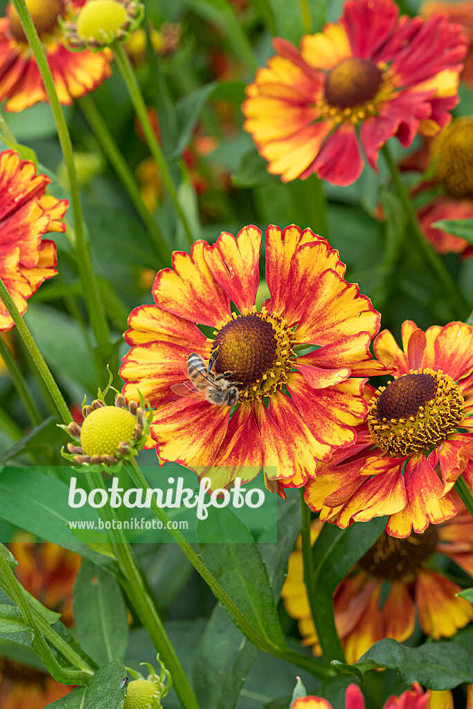 675071 - Hélénie (Helenium Vicky)