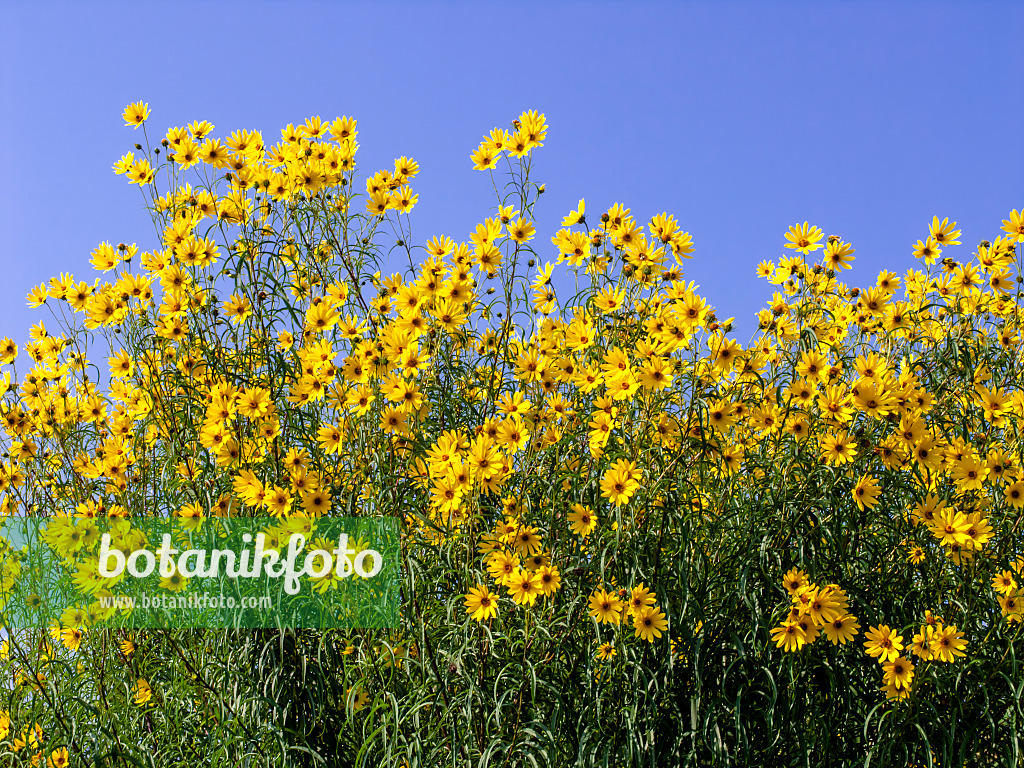 442002 - Hélianthe à feuilles de saule (Helianthus salicifolius)