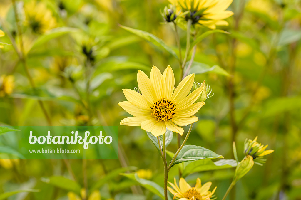 593098 - Hélianthe (Helianthus microcephalus 'Lemon Queen')