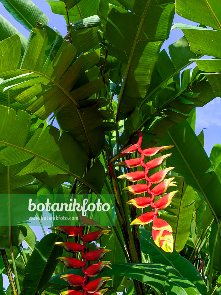 454159 - Heliconia